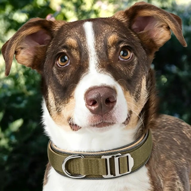 New Hot Selling Tactical Dog Collar for Medium & Large Dogs | Sturdy Wear Resistant Adjustable Nylon Collar with Handle & Reflective Strips | Anti-Pull Explosion-Proof Impact Pet Collar