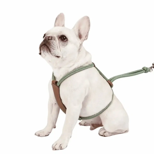 Minimalist Leather Dog Harness, Adjustable Simple Stylish Pet Vest for Small Medium Dogs, Customizable Pet Walking Harness