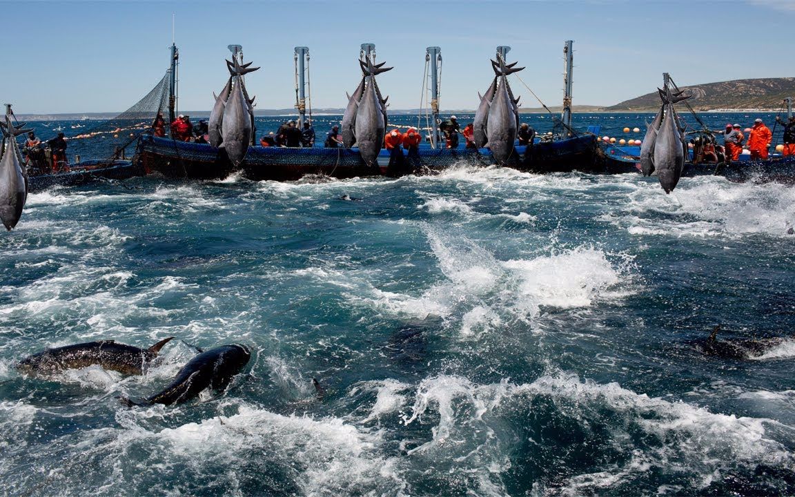 Flake ice applied in deep-sea fishing for onboard seafood cooling