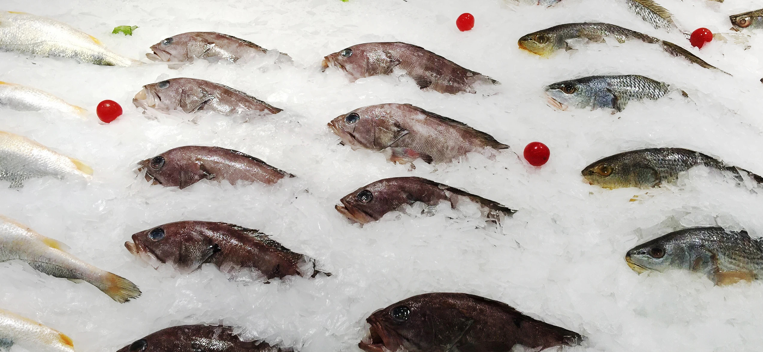 Professional fishery application of flake ice providing 360-degree surface coverage to prevent seafood spoilage during transport.