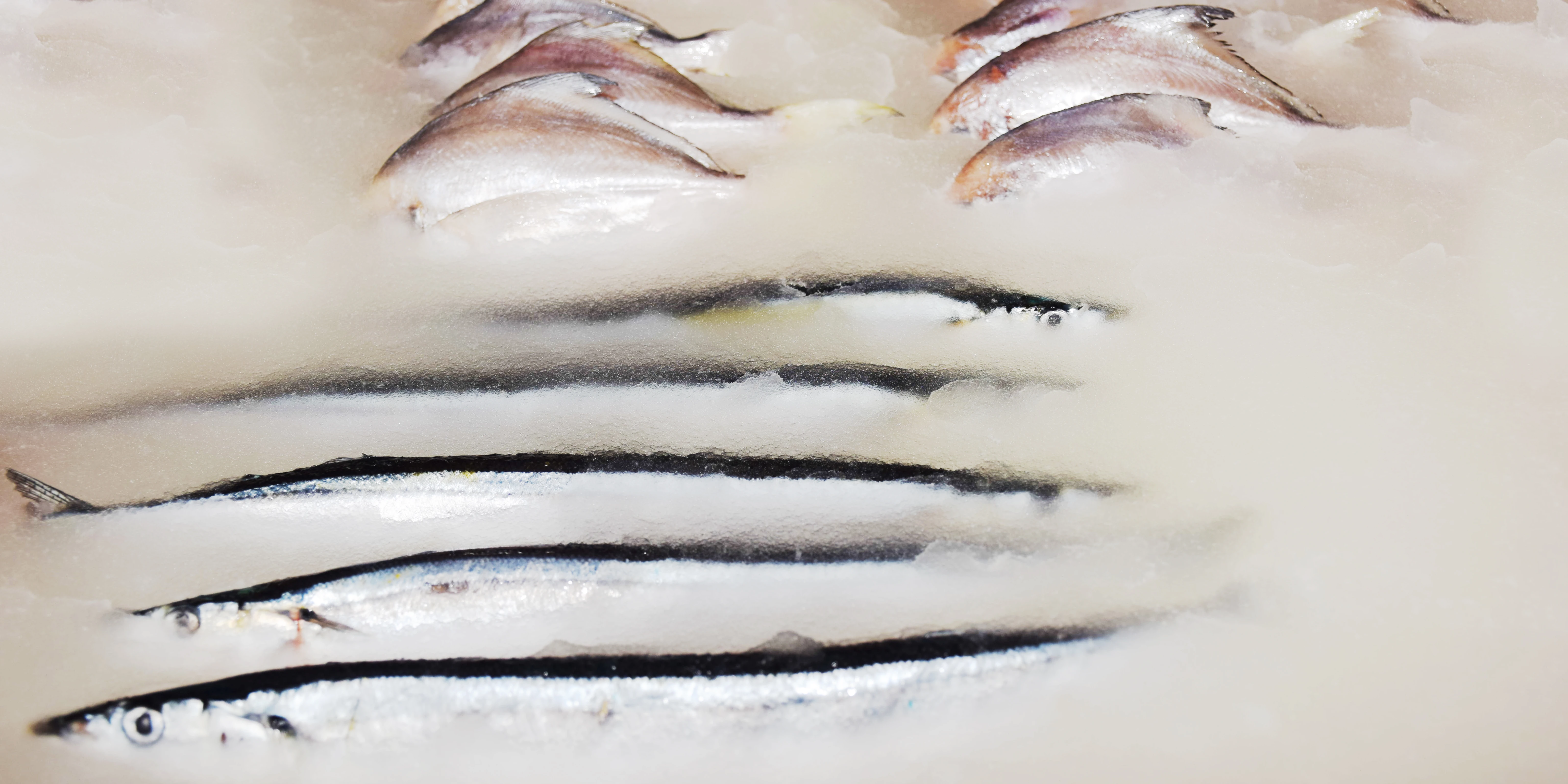 Advanced slurry ice to cool fish, offering a pumpable fluid medium for gentle, full-contact, and rapid heat removal during onboard pre-cooling.