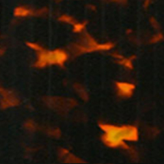 C4:4TORTOISESHELL