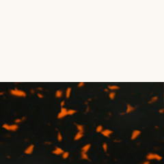 C4 TRANSPARENT / TORTOISESHELL