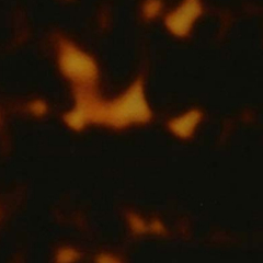 C4 TORTOISESHELL