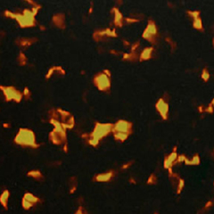 C3 TORTOISESHELL / BLACK