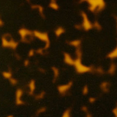 C3 TORTOISESHELL