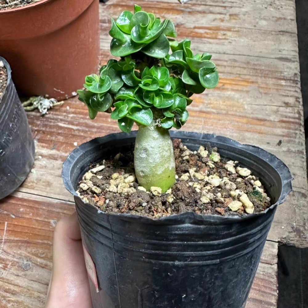 Fresh Rare Roll Leaf Horn Adenium Obesum Desert Rose Seeds