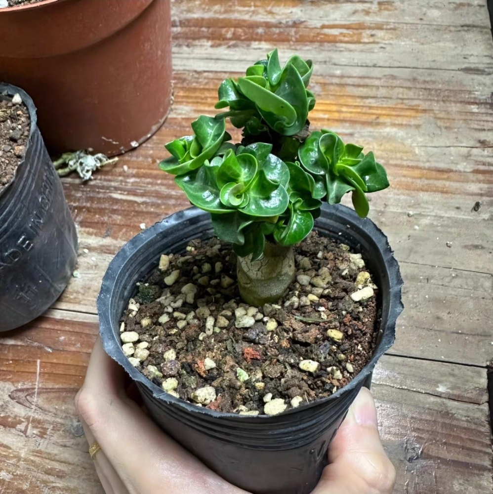 Fresh Rare Roll Leaf Horn Adenium Obesum Desert Rose Seeds