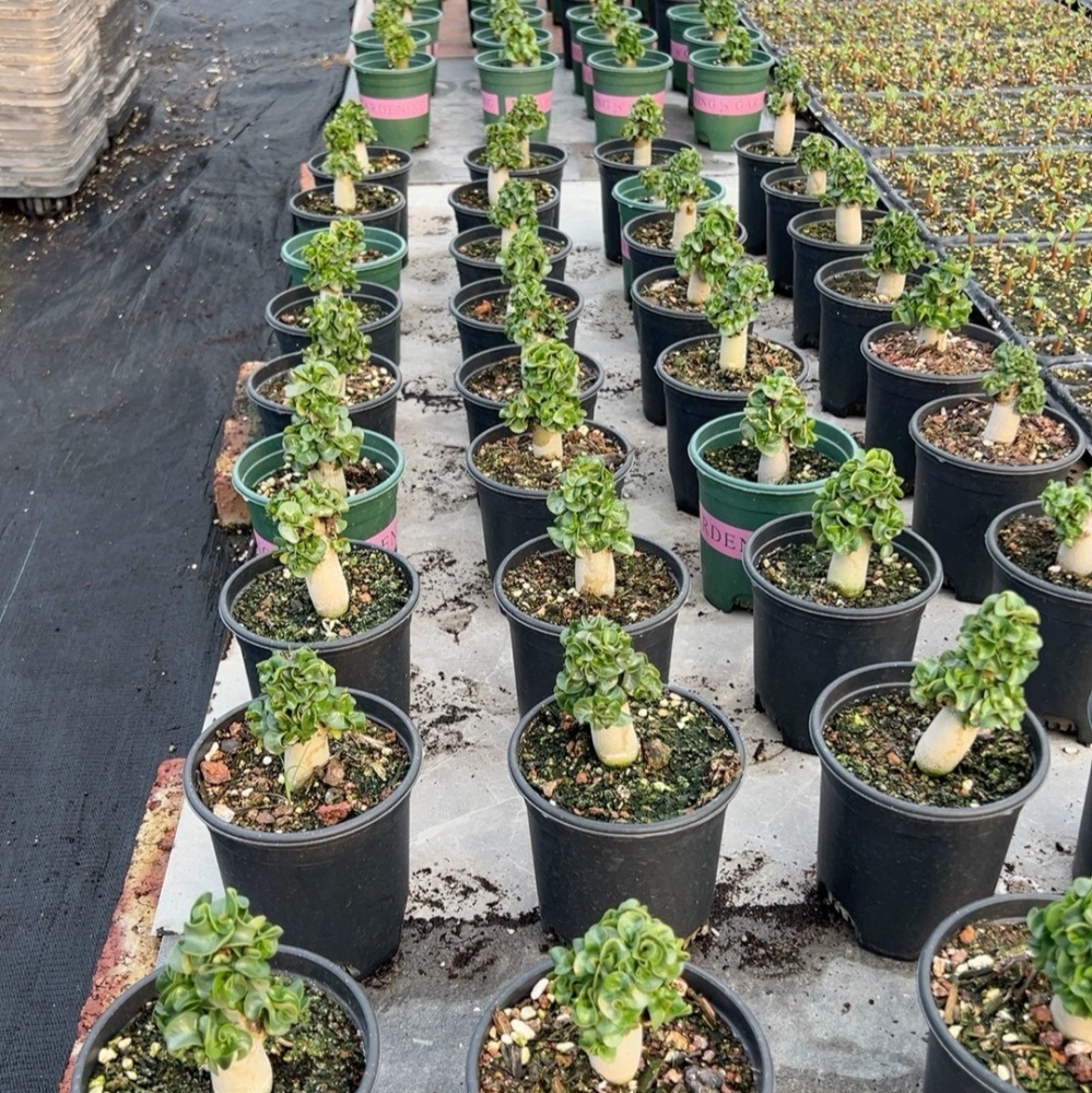 Fresh Rare Roll Leaf Horn Adenium Obesum Desert Rose Seeds