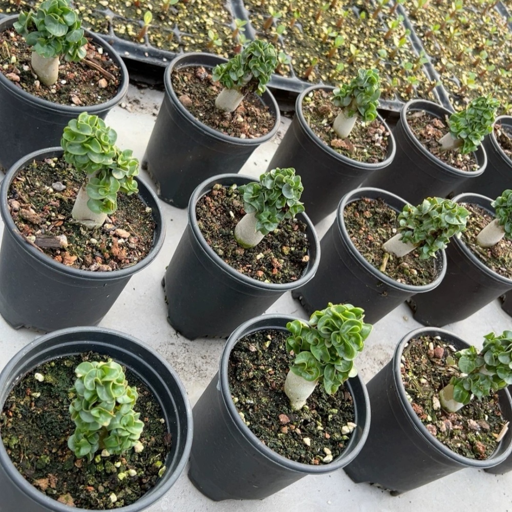 Fresh Rare Roll Leaf Horn Adenium Obesum Desert Rose Seeds