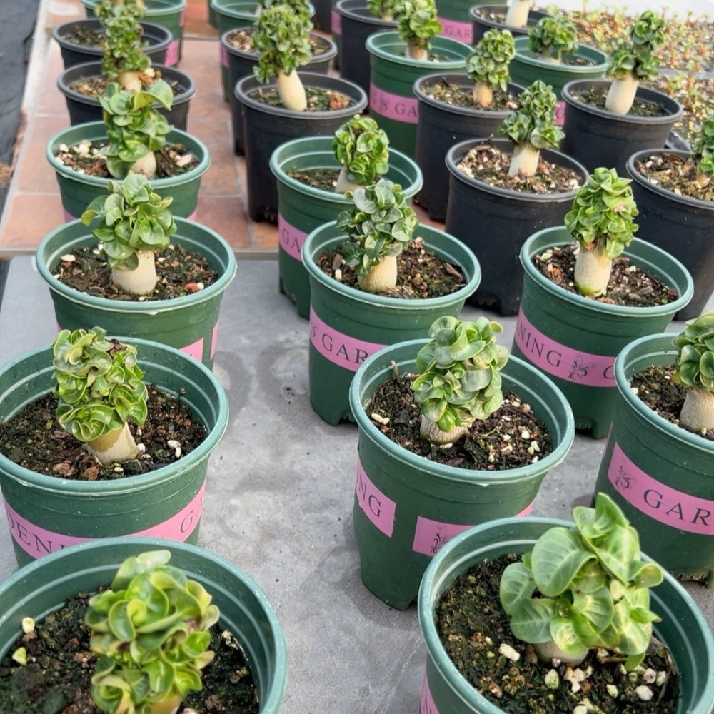 Fresh Rare Roll Leaf Horn Adenium Obesum Desert Rose Seeds