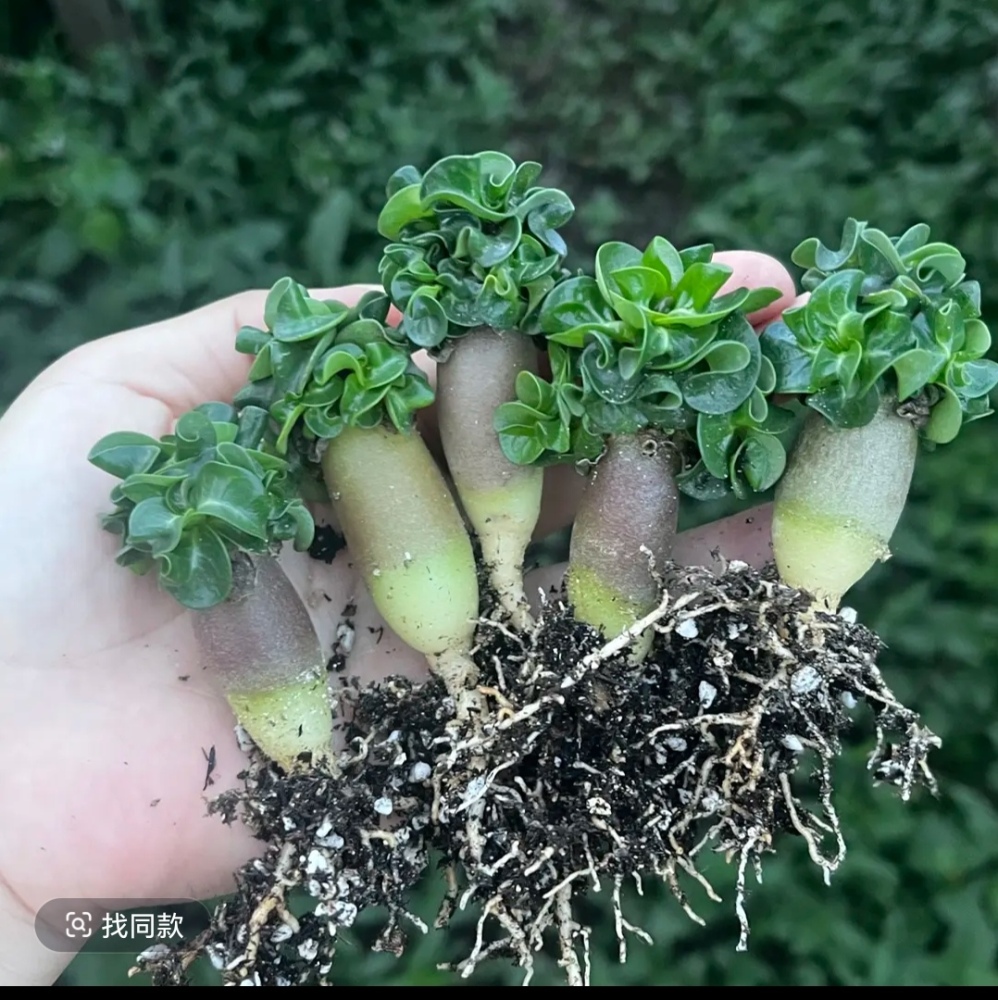 Fresh Rare Roll Leaf Horn Adenium Obesum Desert Rose Seeds