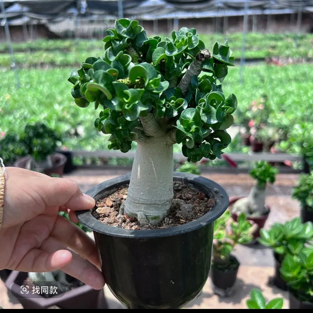 Fresh Rare Roll Leaf Horn Adenium Obesum Desert Rose Seeds