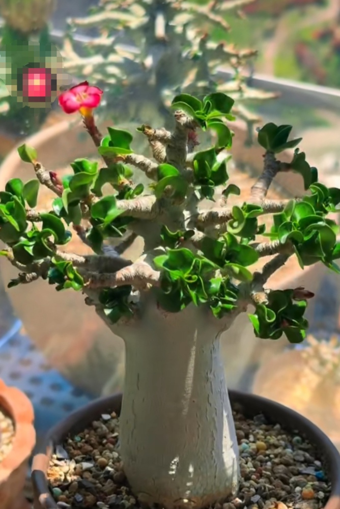 Fresh Rare Roll Leaf Horn Adenium Obesum Desert Rose Seeds