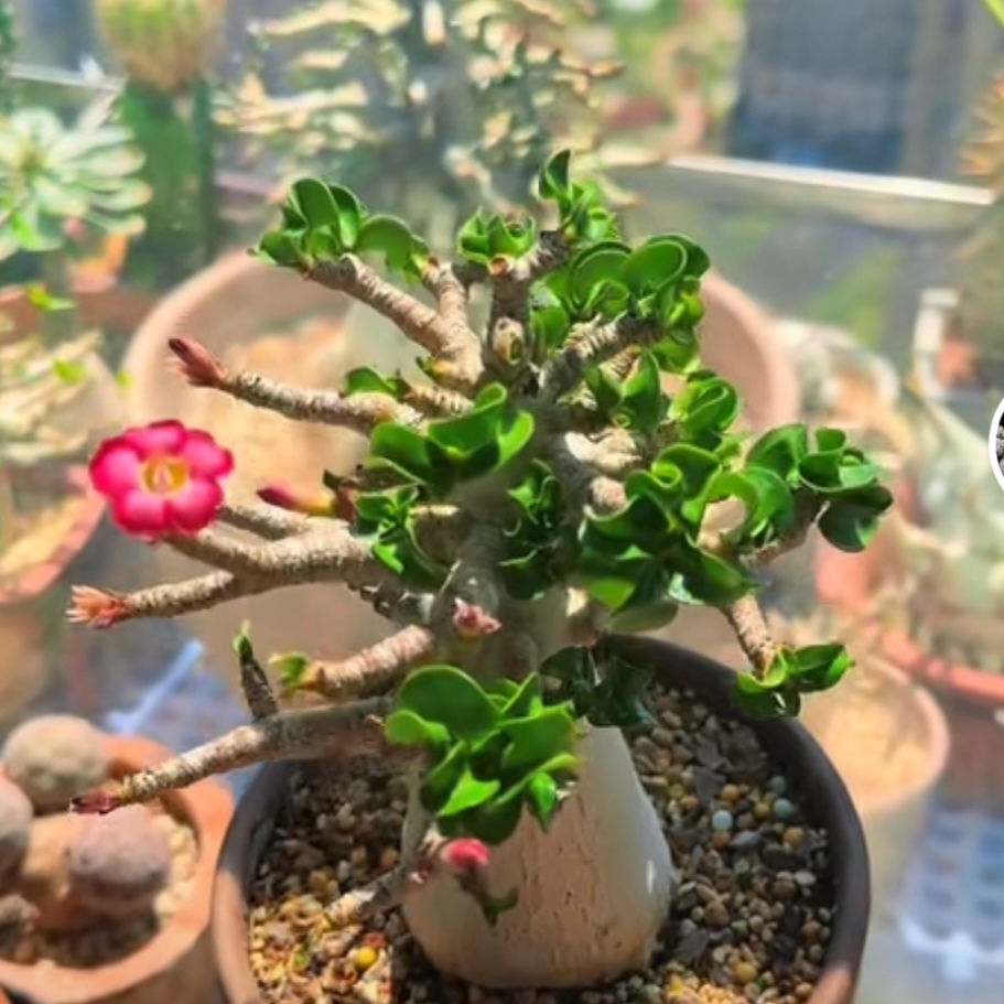 Fresh Rare Roll Leaf Horn Adenium Obesum Desert Rose Seeds