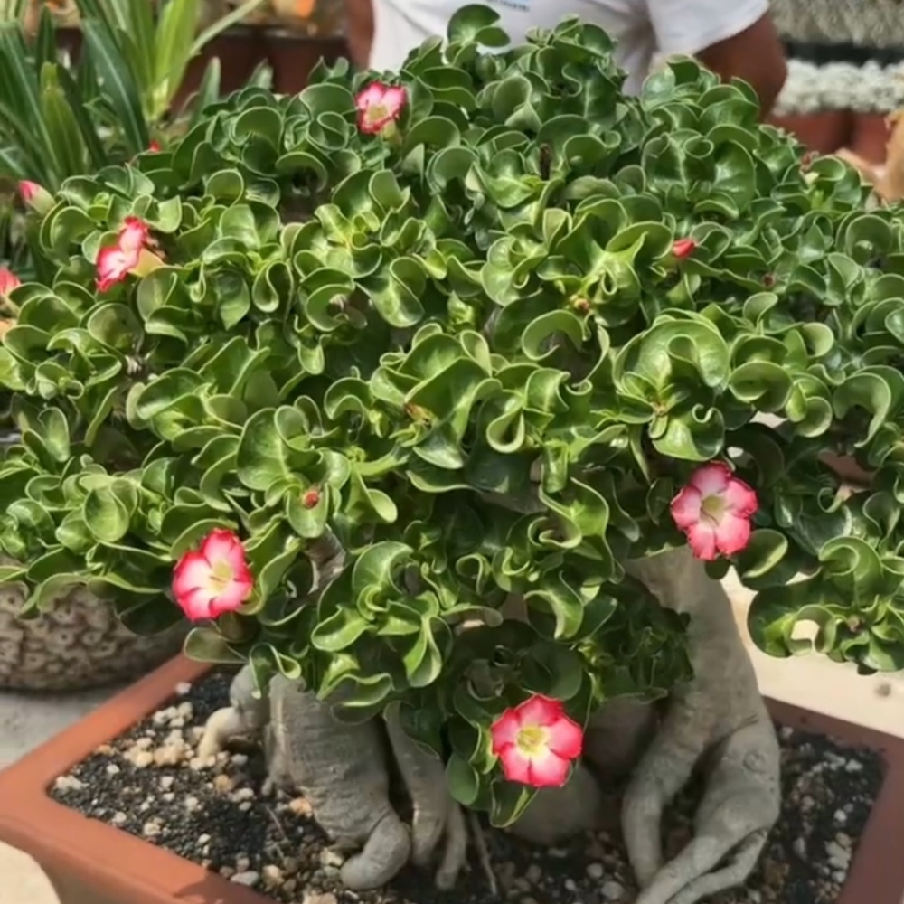 Fresh Rare Roll Leaf Horn Adenium Obesum Desert Rose Seeds