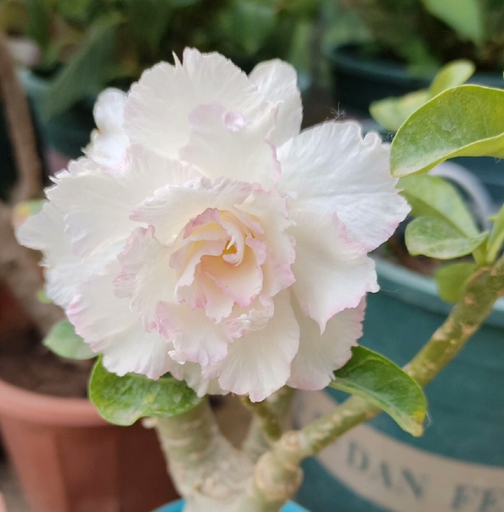 Double petaled Adenium Obesum Desert Rose Seeds