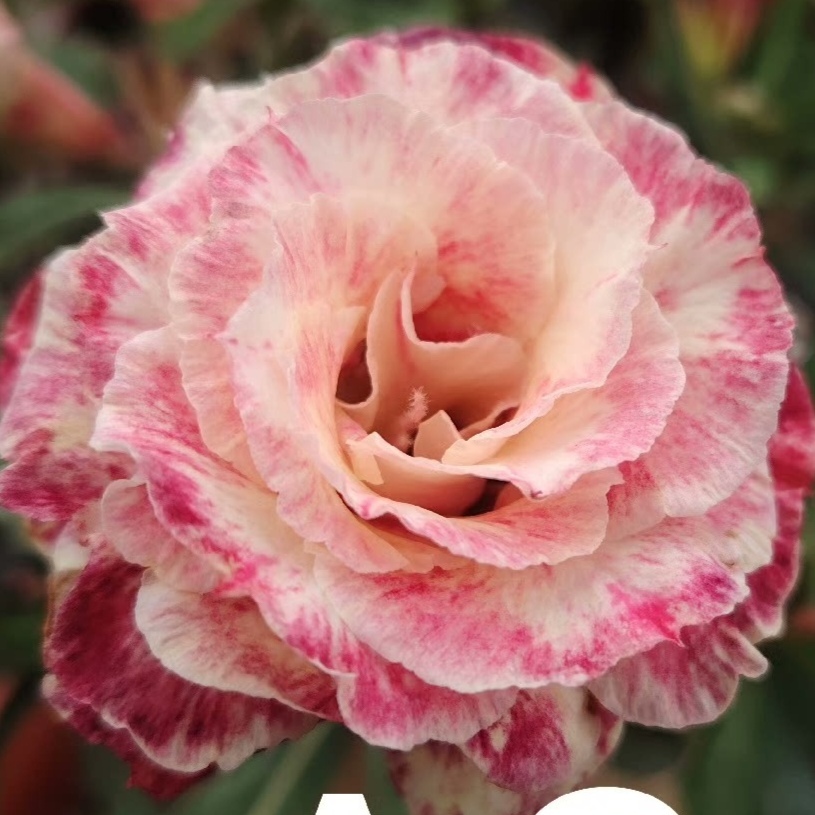 Double petaled Adenium Obesum Desert Rose Seeds