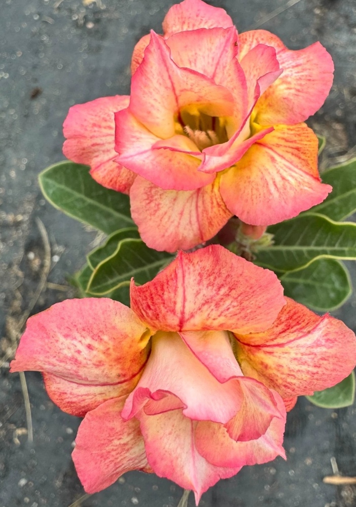 Double petaled Adenium Obesum Desert Rose Seeds
