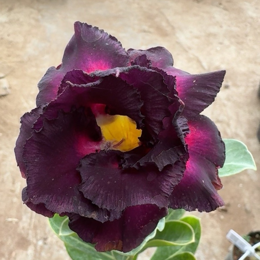 Double petaled Adenium Obesum Desert Rose Seeds