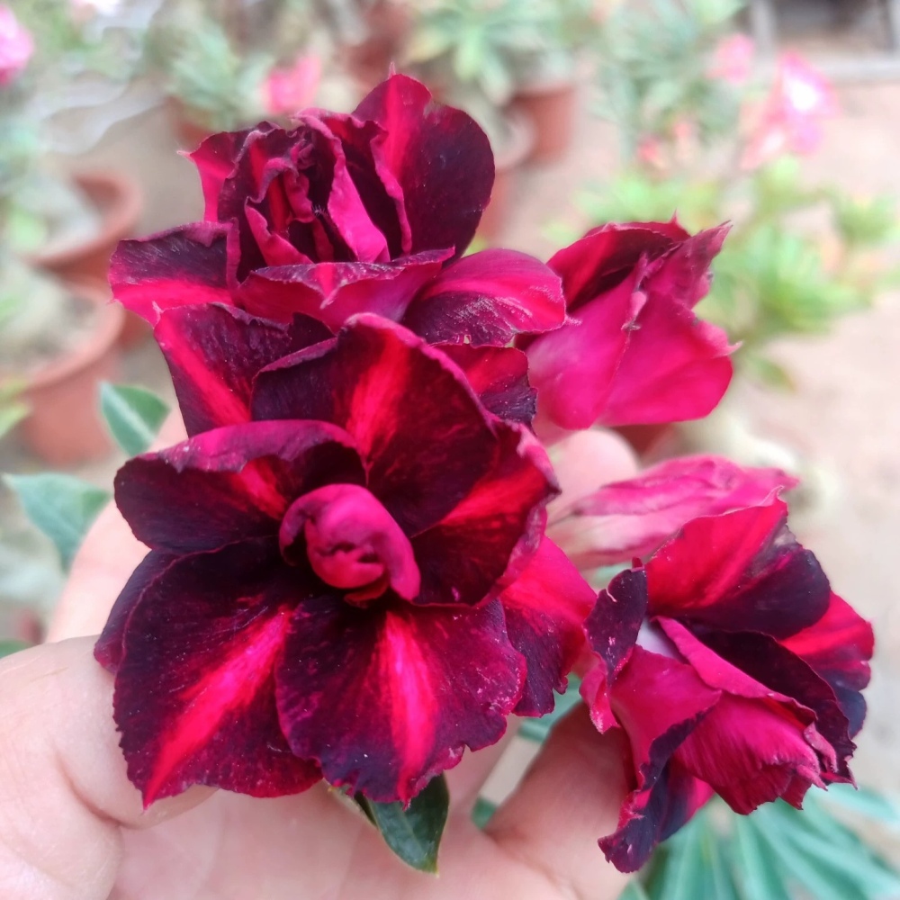 Double petaled Adenium Obesum Desert Rose Seeds