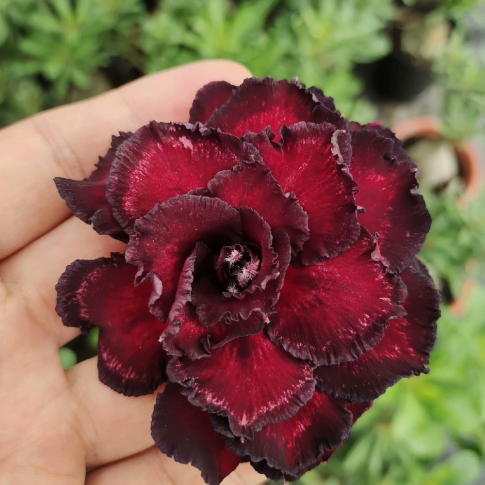 Double petaled Adenium Obesum Desert Rose Seeds