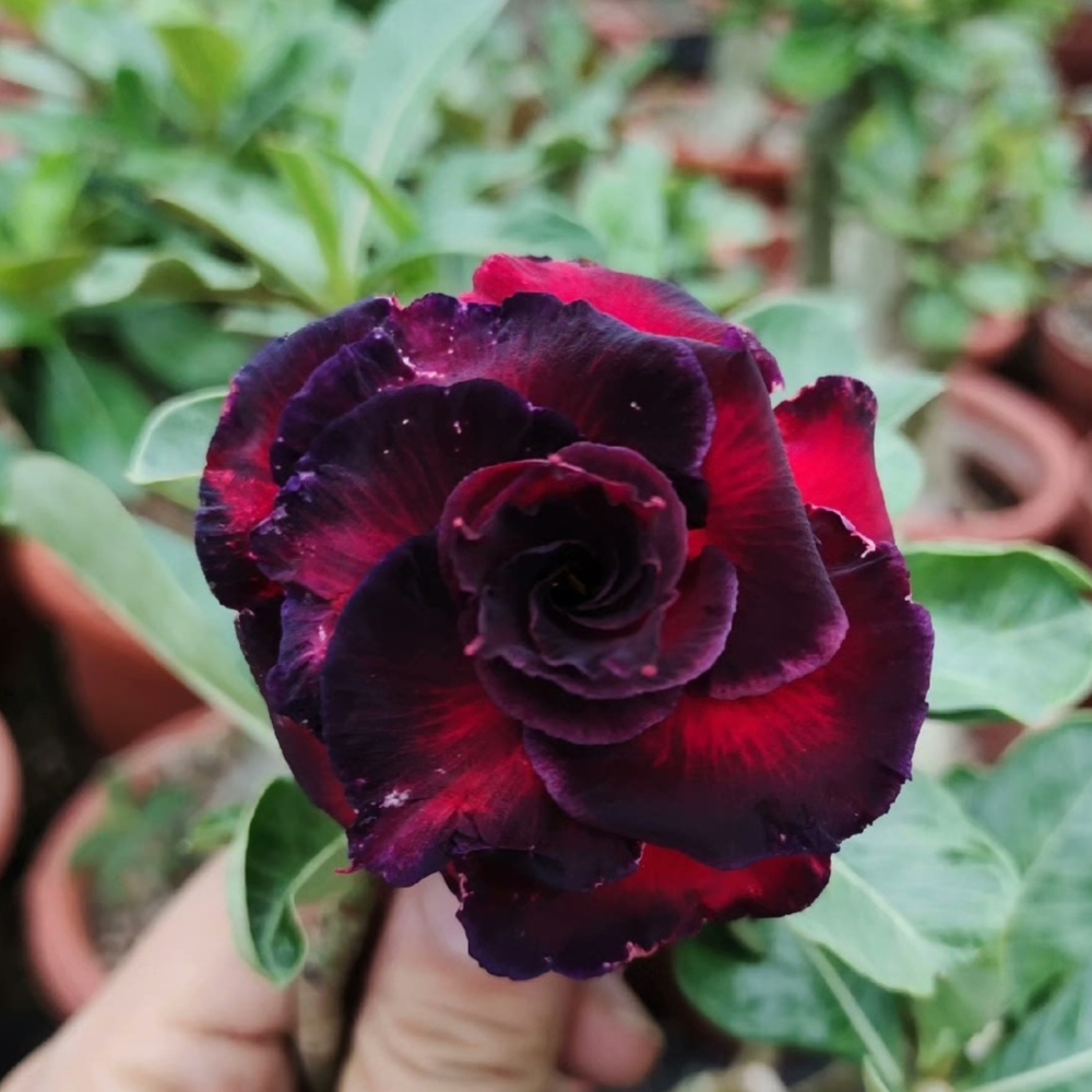 Double petaled Adenium Obesum Desert Rose Seeds