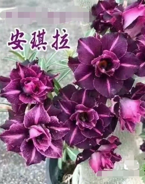 Double petaled Adenium Obesum Desert Rose Seeds
