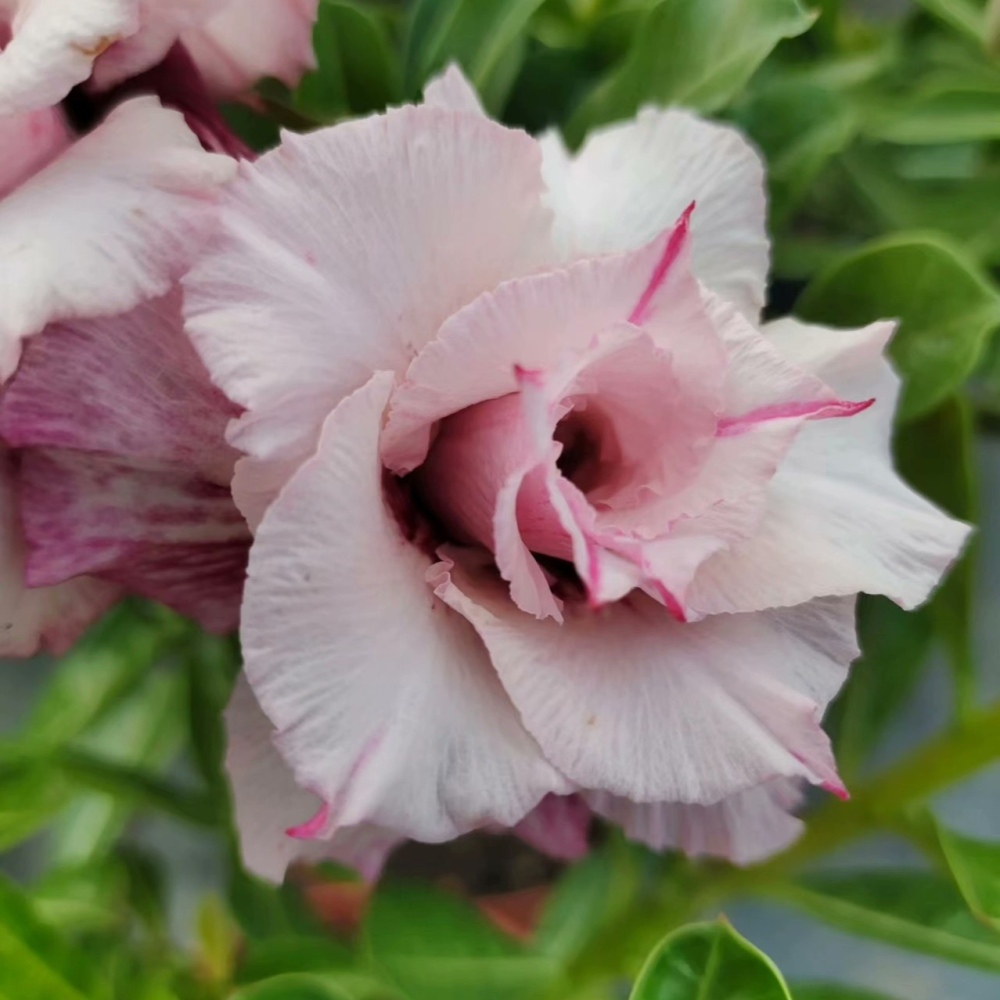 Double petaled Adenium Obesum Desert Rose Seeds