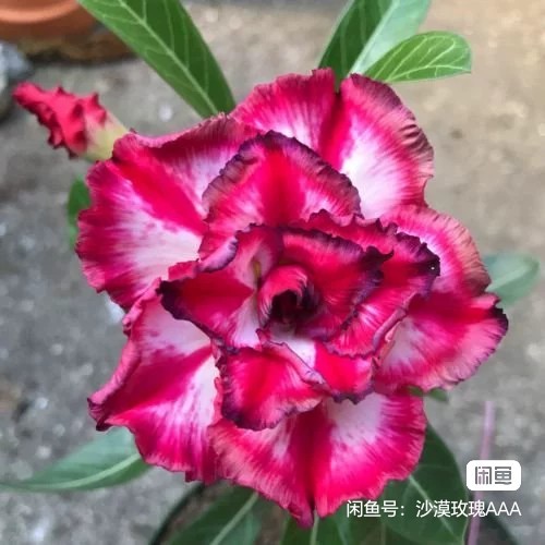 Double petaled Adenium Obesum Desert Rose Seeds