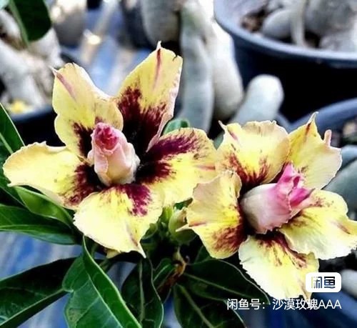 Double petaled Adenium Obesum Desert Rose Seeds