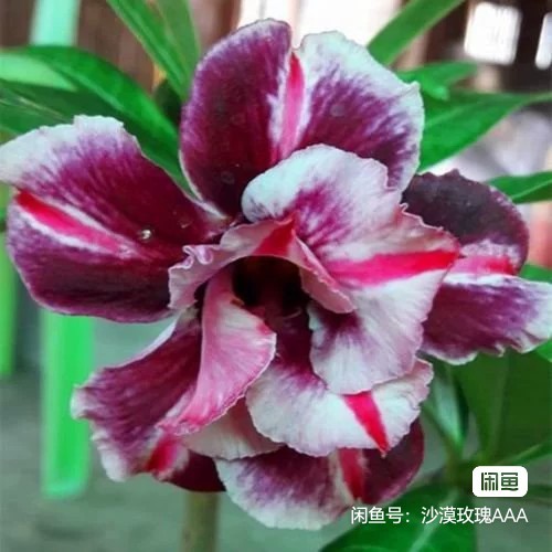 Double petaled Adenium Obesum Desert Rose Seeds