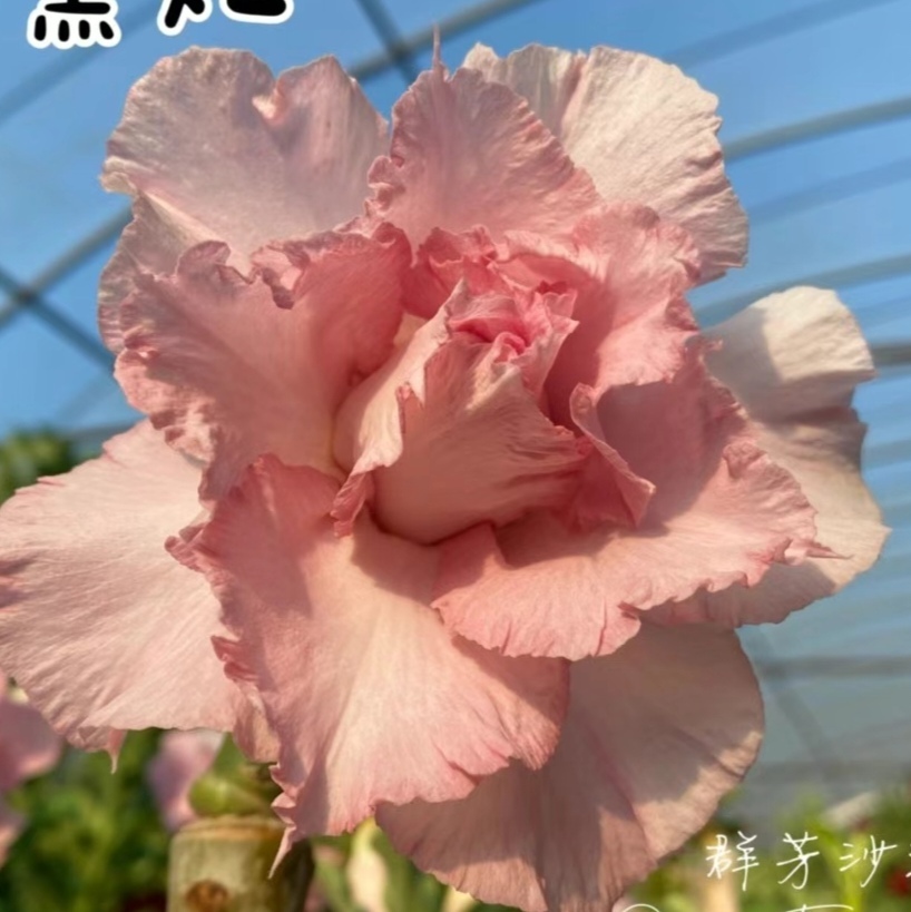 Double petaled Adenium Obesum Desert Rose Seeds