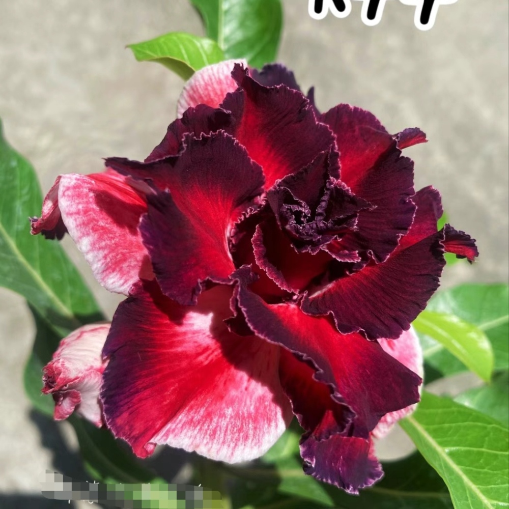 Double petaled Adenium Obesum Desert Rose Seeds