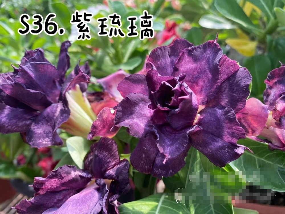 Double petaled Adenium Obesum Desert Rose Seeds