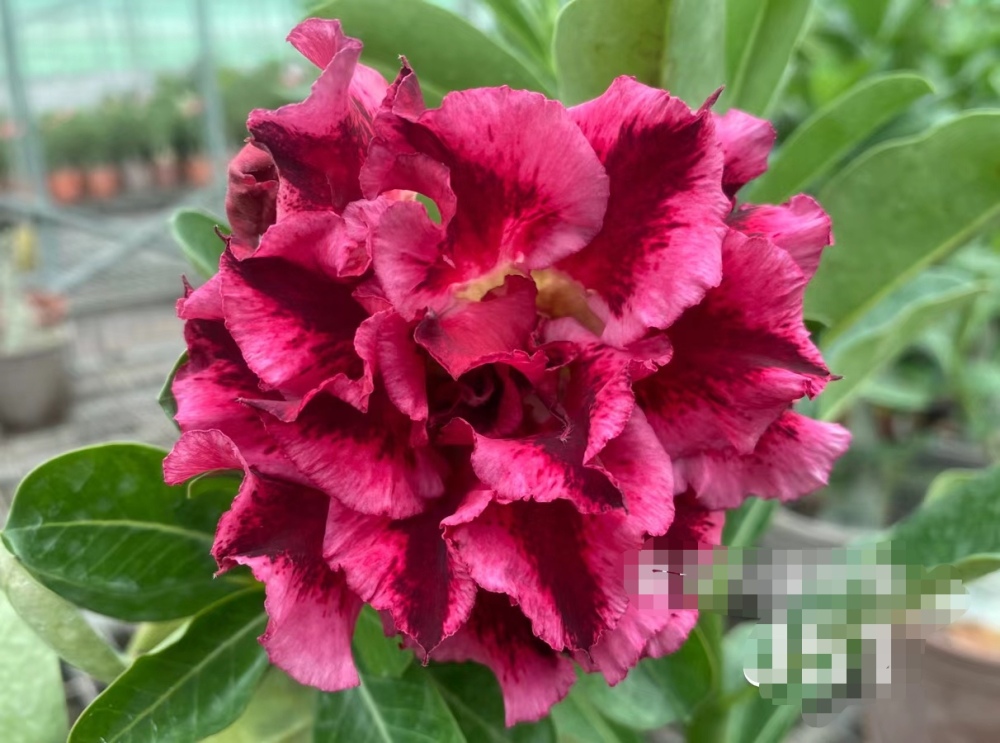 Double petaled Adenium Obesum Desert Rose Seeds