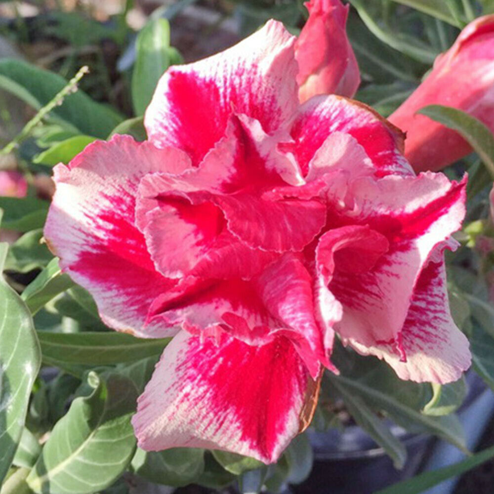 Double petaled Adenium Obesum Desert Rose Seeds