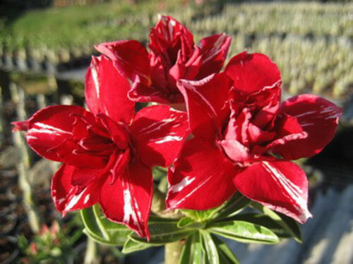 Double petaled Adenium Obesum Desert Rose Seeds