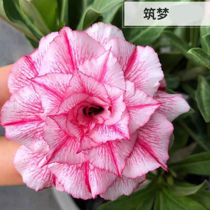 Double petaled Adenium Obesum Desert Rose Seeds