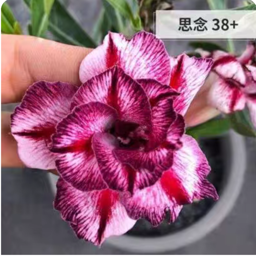Double petaled Adenium Obesum Desert Rose Seeds