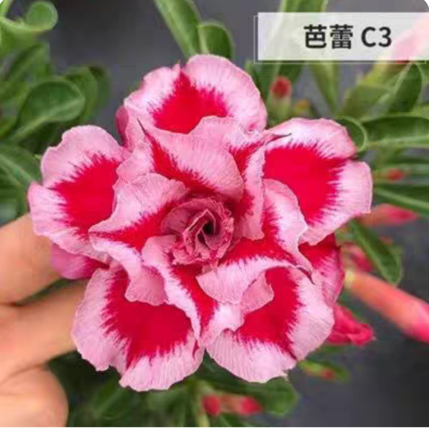 Double petaled Adenium Obesum Desert Rose Seeds