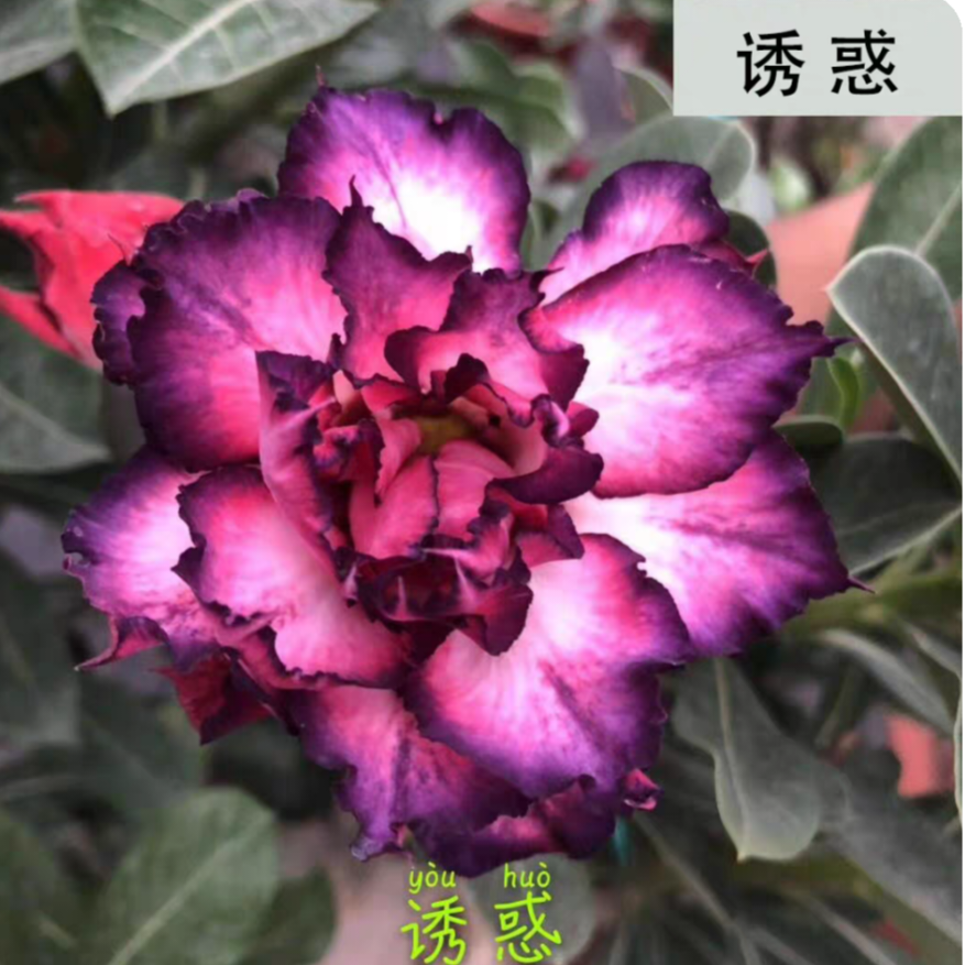 Double petaled Adenium Obesum Desert Rose Seeds
