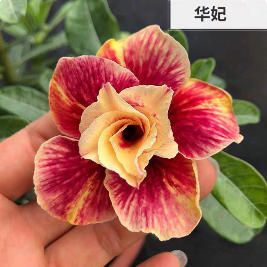 Double petaled Adenium Obesum Desert Rose Seeds