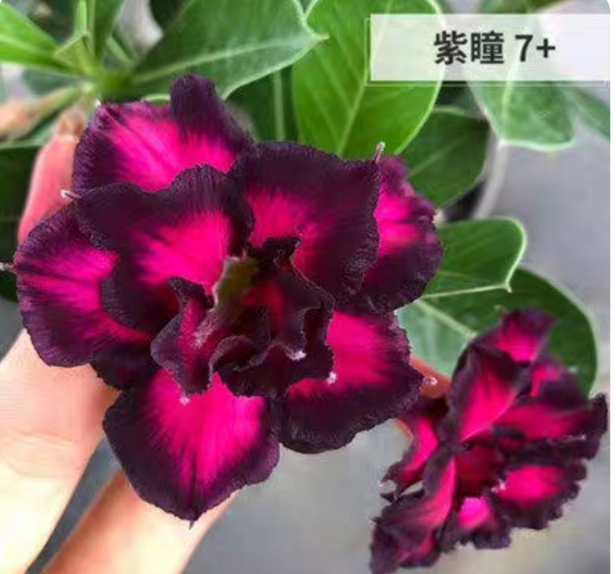 Double petaled Adenium Obesum Desert Rose Seeds