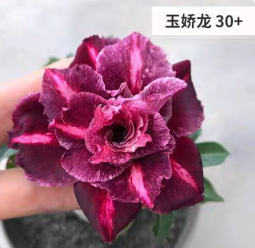 Double petaled Adenium Obesum Desert Rose Seeds
