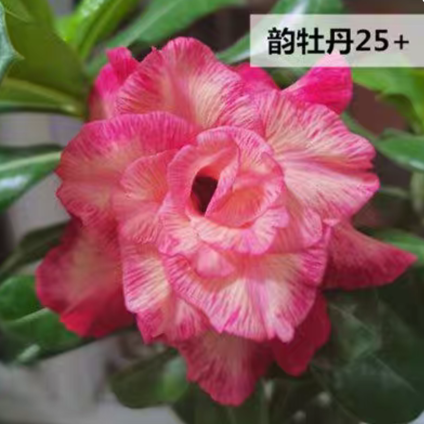 Double petaled Adenium Obesum Desert Rose Seeds