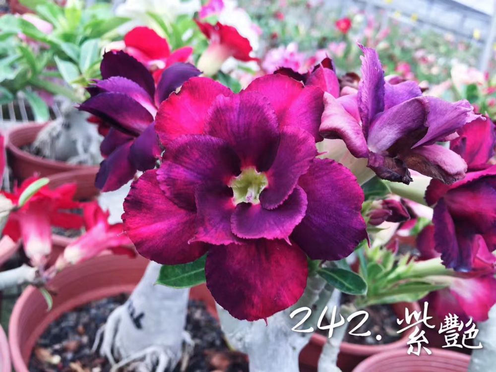 Double petaled Adenium Obesum Desert Rose Seeds