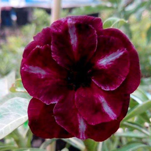 Fresh Rare Adenium Obesum Desert Rose Seeds