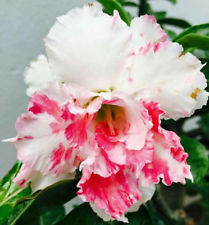 Fresh Rare Adenium Obesum Desert Rose Seeds