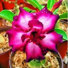 Fresh Rare Adenium Obesum Desert Rose Seeds